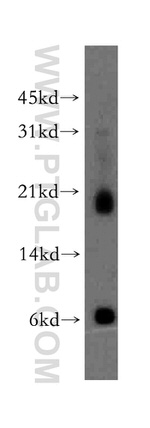 CNIH3 Antibody in Western Blot (WB)