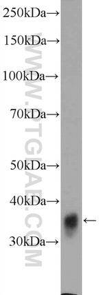 GDAP1 Antibody in Western Blot (WB)