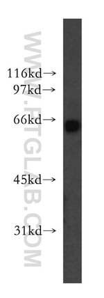 KLF12 Antibody in Western Blot (WB)