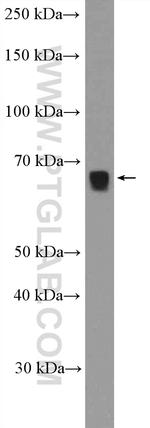 KLF12 Antibody in Western Blot (WB)