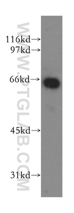 KLF12 Antibody in Western Blot (WB)
