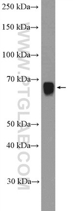 KLF12 Antibody in Western Blot (WB)