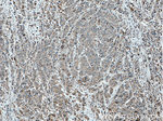 DNAJB9 Antibody in Immunohistochemistry (Paraffin) (IHC (P))