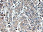 DNAJB9 Antibody in Immunohistochemistry (Paraffin) (IHC (P))