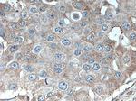 DNAJB9 Antibody in Immunohistochemistry (Paraffin) (IHC (P))