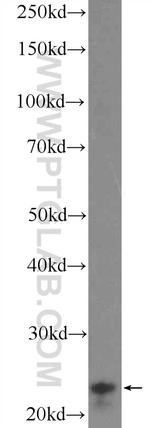 DNAJB9 Antibody in Western Blot (WB)