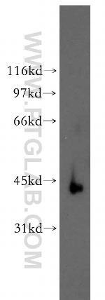 RBMS2 Antibody in Western Blot (WB)