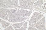 CIDEA Antibody in Immunohistochemistry (Paraffin) (IHC (P))
