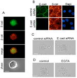E-cadherin Antibody in Immunocytochemistry (ICC/IF)