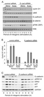 E-cadherin Antibody in Western Blot (WB)