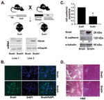E-cadherin Antibody in Western Blot (WB)