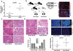 E-cadherin Antibody in Immunohistochemistry (IHC)