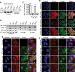 ZO-1 Antibody in Immunocytochemistry (ICC/IF)