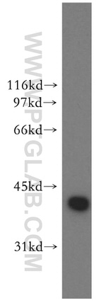 DNAJB1 Antibody in Western Blot (WB)