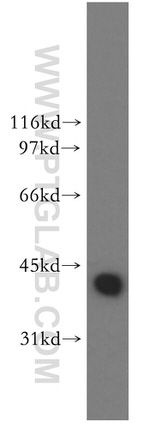 DNAJB1 Antibody in Western Blot (WB)