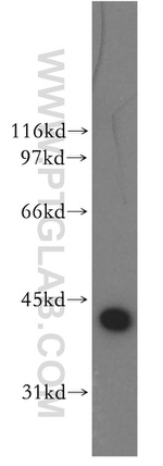 DNAJB1 Antibody in Western Blot (WB)
