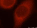 DNAJB1 Antibody in Immunocytochemistry (ICC/IF)