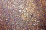 DNAJB1 Antibody in Immunohistochemistry (Paraffin) (IHC (P))