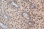 DNAJB1 Antibody in Immunohistochemistry (Paraffin) (IHC (P))