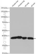 DNAJB1 Antibody in Western Blot (WB)