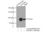 RALBP1 Antibody in Immunoprecipitation (IP)