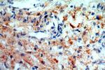SNX20 Antibody in Immunohistochemistry (Paraffin) (IHC (P))