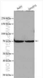 CDSN Antibody in Western Blot (WB)