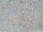 MLF1IP Antibody in Immunohistochemistry (Paraffin) (IHC (P))