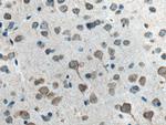 Neurochondrin Antibody in Immunohistochemistry (Paraffin) (IHC (P))