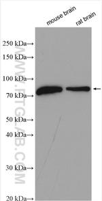 Neurochondrin Antibody in Western Blot (WB)