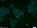 DRG1 Antibody in Immunocytochemistry (ICC/IF)