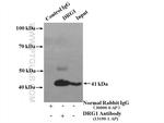 DRG1 Antibody in Immunoprecipitation (IP)