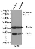 DRG1 Antibody in Western Blot (WB)