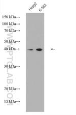 DRG1 Antibody in Western Blot (WB)