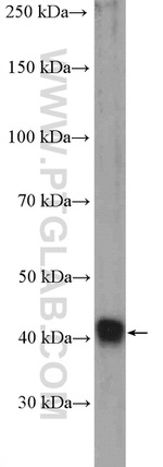 DRG1 Antibody in Western Blot (WB)