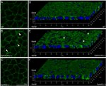 Ephrin A5 Antibody in Immunocytochemistry (ICC/IF)