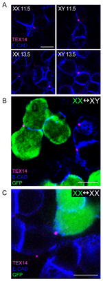 E-cadherin Antibody in Immunocytochemistry (ICC/IF)