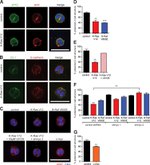 E-cadherin Antibody in Immunocytochemistry (ICC/IF)