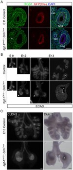 E-cadherin Antibody in Immunohistochemistry (Frozen) (IHC (F))
