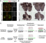 E-cadherin Antibody in Immunohistochemistry (Frozen) (IHC (F))