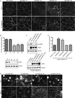 ZO-1 Antibody in Immunocytochemistry (ICC/IF)