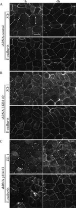 ZO-1 Antibody in Immunocytochemistry (ICC/IF)