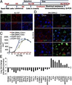 Claudin 4 Antibody in Immunohistochemistry, Immunocytochemistry (IHC, ICC/IF)
