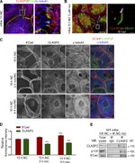 delta Catenin Antibody in Western Blot (WB)