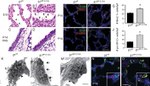 E-cadherin Antibody in Immunohistochemistry (Frozen) (IHC (F))