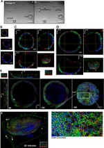 E-cadherin Antibody in Immunocytochemistry (ICC/IF)