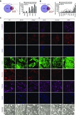 E-cadherin Antibody in Immunocytochemistry (ICC/IF)