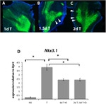 E-cadherin Antibody in Immunohistochemistry (IHC)