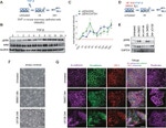 ZO-1 Antibody in Immunocytochemistry (ICC/IF)