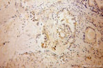 KCNF1 Antibody in Immunohistochemistry (Paraffin) (IHC (P))